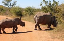  Rhino and Lion Park Safari Tour 