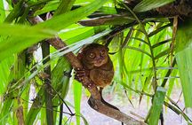 Bohol Day Tour with Round-Trip Transfers from Cebu