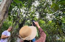 Bohol Day Tour with Round-Trip Transfers from Cebu