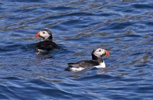 Dolphin & Whale Watching (4hrs) + Blasket Island Landing (3hrs)