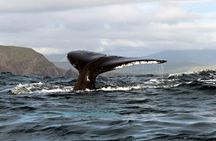 Dolphin & Whale Watching (4hrs) + Blasket Island Landing (3hrs)