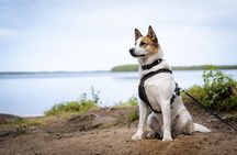 Arctic Hiking with Lappish Dogs
