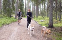 Arctic Hiking with Lappish Dogs