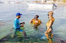 Reef and Shipwreck Snorkeling Tour