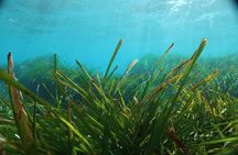 Discover Scuba Diving Amathounta's Ancient Port