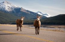 Lake Louise Moraine Lake Icefield Parkway Full Day Private Tour