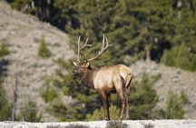 Yellowstone National Park Private Guided Tour - Full Day