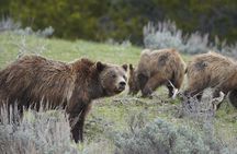 Yellowstone National Park Private Guided Tour - Full Day