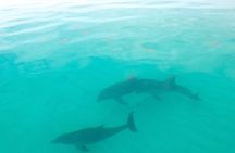 Sian Ka'an Boat Experience from Riviera Maya to Tulum