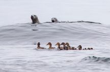 Zodiac Coastal Tour with Naturalist Guide: Lunenburg