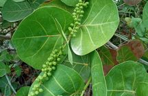 St. Martin or St. Maarten: Nature Hike Secret Beach Tour