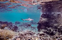 Full Day Snorkeling in Perhentian Island