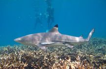 Full Day Snorkeling in Perhentian Island