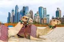 Exclusive Guided Dubai City Sightseeing Tour(Half Day)