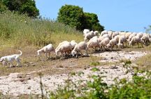 Alghero: Jeep tour to discover nature and breathtaking landscapes