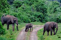 2 Days Aberdare National Park & Solio Ranch Safari 