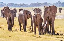  2 Days 1 Night Amboseli National Park Safari from Nairobi