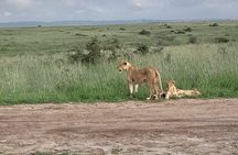 Masai Mara National Reserve Day trip From Nairobi. 