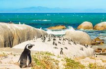 Cape of Good Hope Penguins Private Tour Customizable Experience