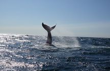 Whale Watching Cruise on a Yacht in Reykjavik 