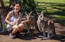 Full-Day Waterfalls, Wilderness & Wildlife Hobart Tour
