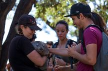 Full-Day Waterfalls, Wilderness & Wildlife Hobart Tour