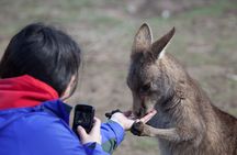 Full-Day Waterfalls, Wilderness & Wildlife Hobart Tour