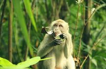 Can Gio Mangrove Biosphere Reserve 1 day