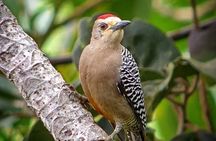 Nature walk in Curicancha Reserve