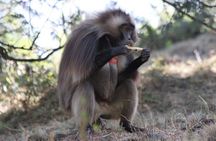 Private Tour to Debre Libanos Monastery and Jemma River Gorge