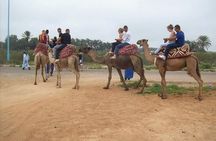 Camel Barbecue Sunset Agadir city 