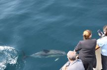 2-hour Guided Mini Eco Tour at Dingle, Ireland