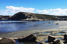 Full Day Peninsula Valdes - optional Whales Watching Navigation 