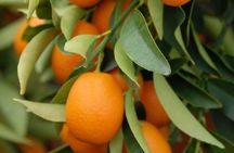 Stories of Food and Culture in the Old Town of Corfu