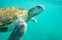 Mauritius : Swim with turtles and Port Louis Street food tour