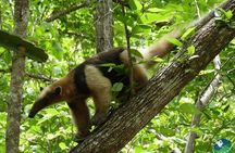 Full Day Private Tour of Palo Verde National Park