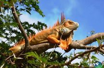 Full Day Private Tour of Palo Verde National Park