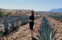 Full Day in Tequila with Tasting and party in Cantaritos