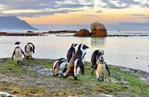Private Tour Cape of Good Hope-Boulders Penguins from Cape Town