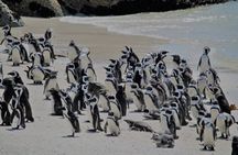 Hermanus Whale Watching and Wine Experience from Cape Town