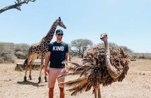 Nature Walk with Giraffes in Mombasa