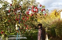 Rice Paddy Art and Apple Picking Full day Private Tour