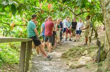 Project Chocolat Tree to Bar Tour at Hotel Chocolat Saint Lucia