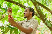 Project Chocolat Tree to Bar Tour at Hotel Chocolat Saint Lucia