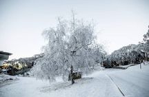 Mount Buller 1 Day Guided Tour