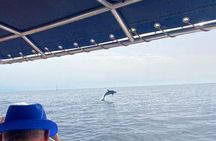 Walk and dolphin watching in Fuengirola + 1 drink