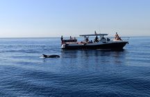 Walk and dolphin watching in Fuengirola + 1 drink