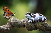 Manu Jungle Tour from Cusco (4 Days)