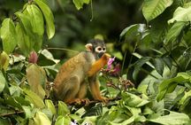 Manu Jungle Tour from Cusco (4 Days)