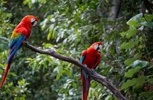 Manu Jungle Tour from Cusco (4 Days)